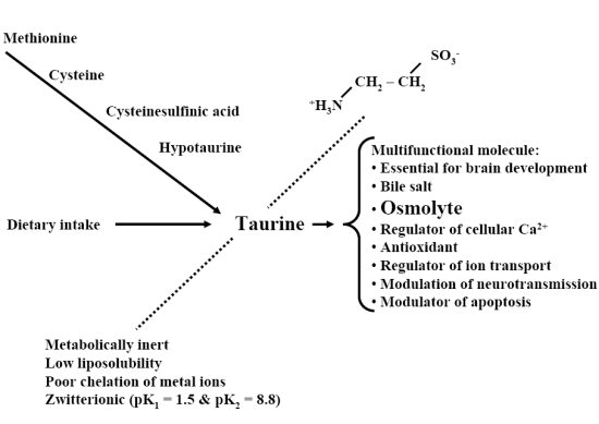 taurine et synthese du metabolisme