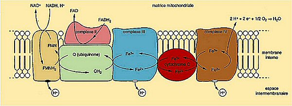 chaine respiratoire mitochondrie